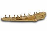 Mosasaur (Pluridens) Jaw with Ten Teeth - Morocco #334604-1